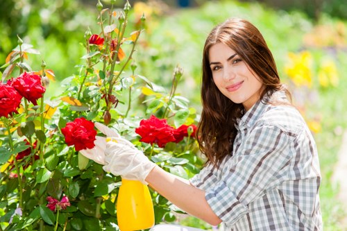 Established shrubs and trees cared for in a Canonbury garden