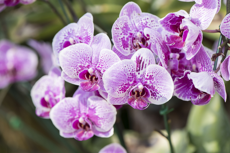 garden maintenance garden design