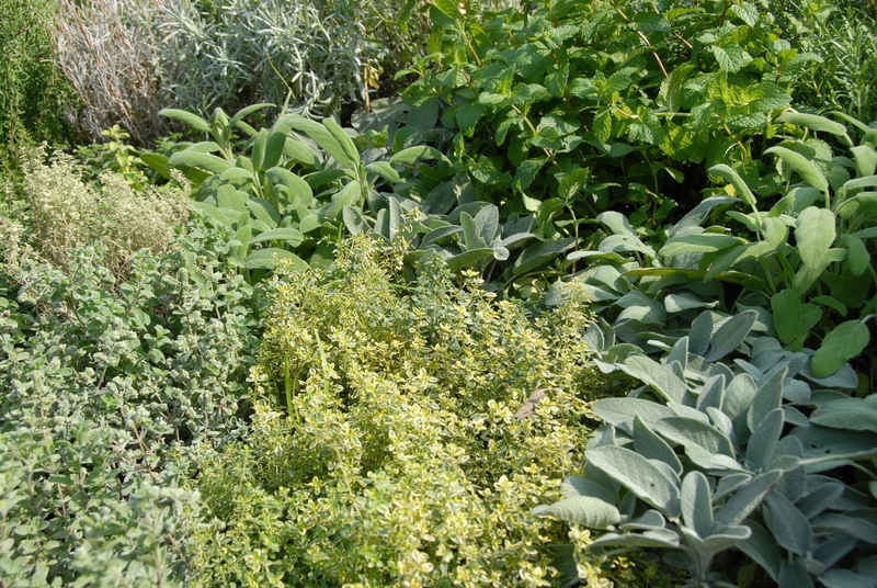 garden home